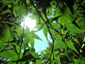 木漏れ日の森