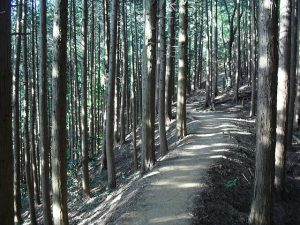 森の木漏れ日